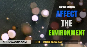 Bacterial Impact: How Microbes Shape and Alter Our Environment