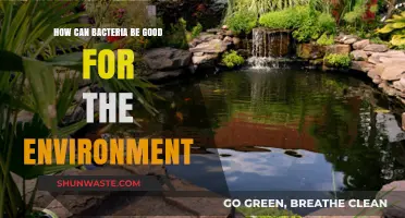 Beneficial Bacteria: Unlocking Environmental Health and Ecosystem Balance