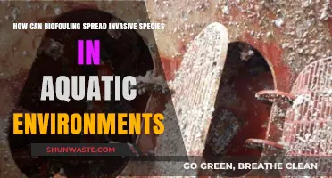 Biofouling's Role in Spreading Invasive Species in Aquatic Ecosystems