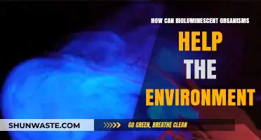 Bioluminescent Organisms: Illuminating Eco-Friendly Solutions for a Healthier Planet