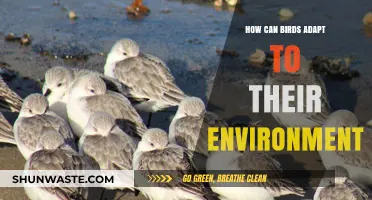 How Birds Adapt: Survival Strategies in Diverse Environments