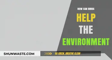Birds as Eco-Heroes: Their Vital Role in Sustaining Our Environment