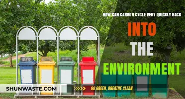Rapid Carbon Recycling: How Nature Returns Carbon to the Environment