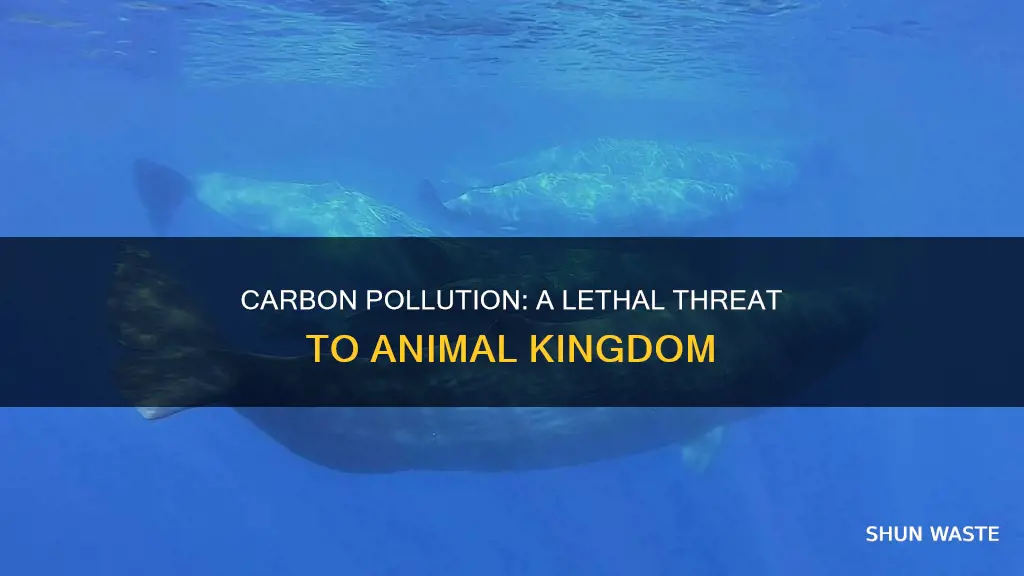 how can carbon pollution affect animals