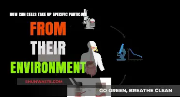 Cellular Uptake Mechanisms: How Cells Selectively Absorb Environmental Particles