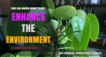 Chinese Money Plants: Eco-Friendly Benefits for a Greener Environment