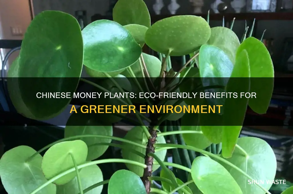 how can chinese money plants enhance the environment