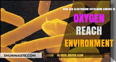 Unveiling Clostridium Botulinum's Survival Tactics in Oxygen-Rich Environments