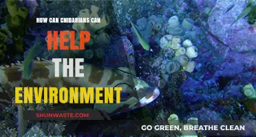 Cnidarians: Unsung Heroes in Restoring and Protecting Our Ecosystems