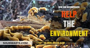 Decomposers: Nature's Cleanup Crew for a Healthier Environment