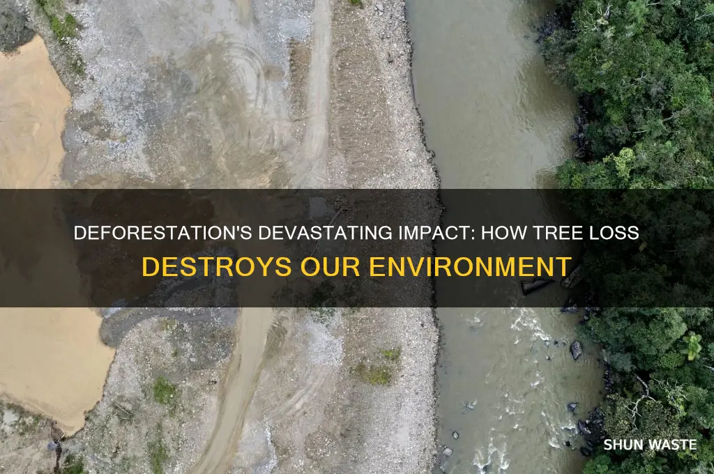 how can deforestation harm the environment