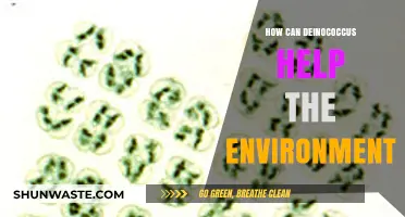 Deinococcus: Nature's Cleanup Crew for Environmental Restoration and Protection