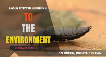 Detritivores: Unsung Heroes Recycling Waste for a Healthier Ecosystem