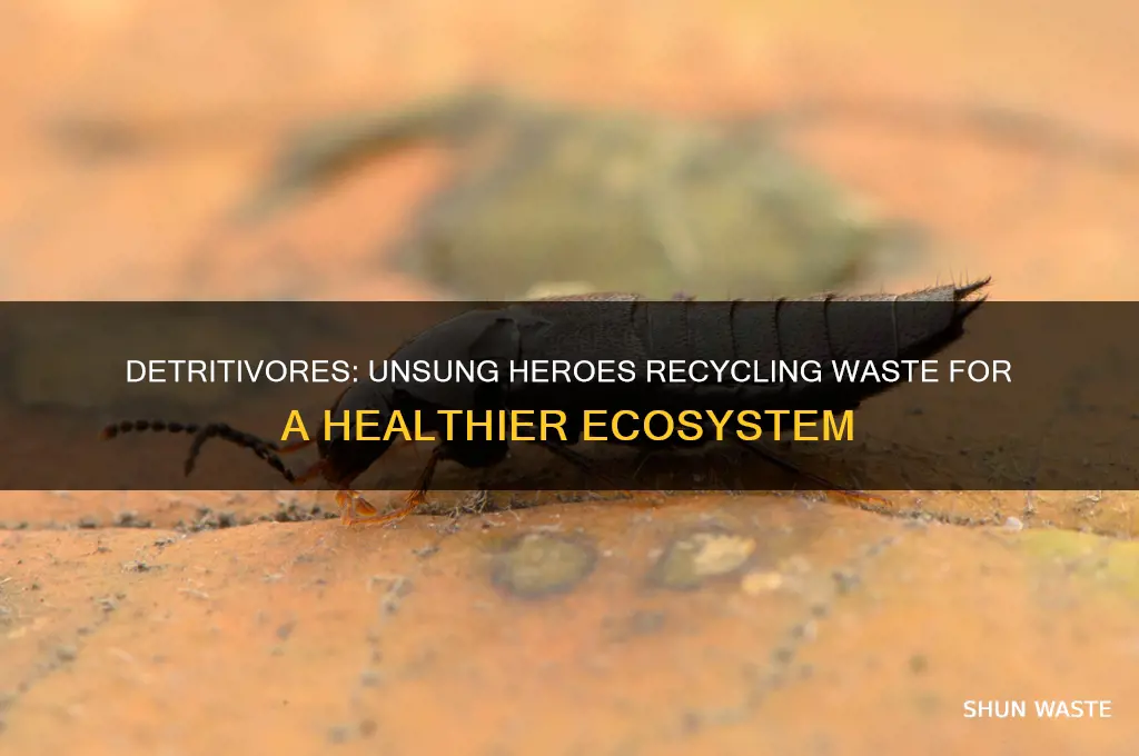 how can detritivores be beneficial to the environment