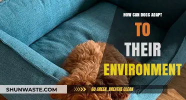 Dogs' Environmental Adaptation: Survival Skills and Behavioral Flexibility Explained
