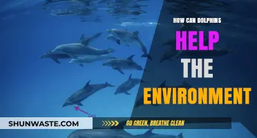Dolphins' Role in Marine Ecosystems: Boosting Biodiversity and Ocean Health
