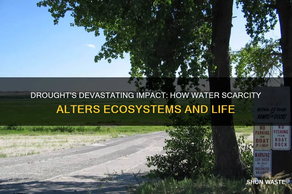 how can drought affect the environment