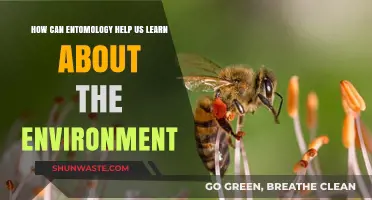 Entomology's Environmental Insights: Unlocking Nature's Secrets Through Insect Study