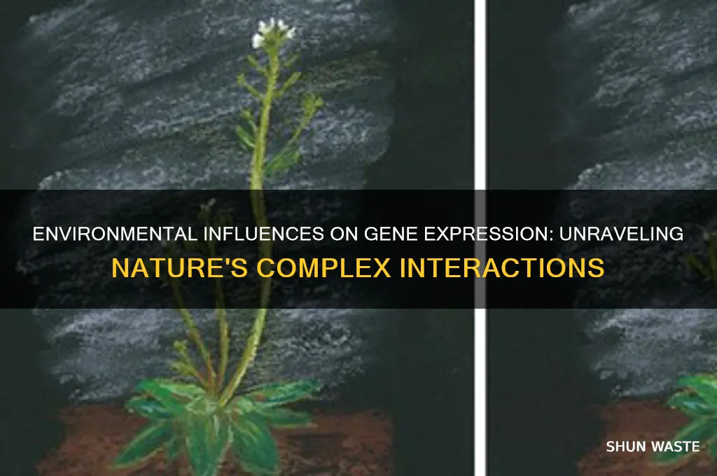 how can environment affect gene expression
