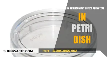Environmental Influences on Phenotype Expression in Petri Dish Experiments