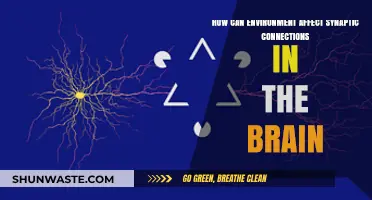 Environmental Influences on Brain Synaptic Connections: Unraveling the Complex Relationship
