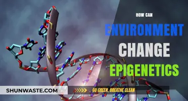 Environmental Influences on Epigenetics: Unlocking the Secrets of Gene Expression