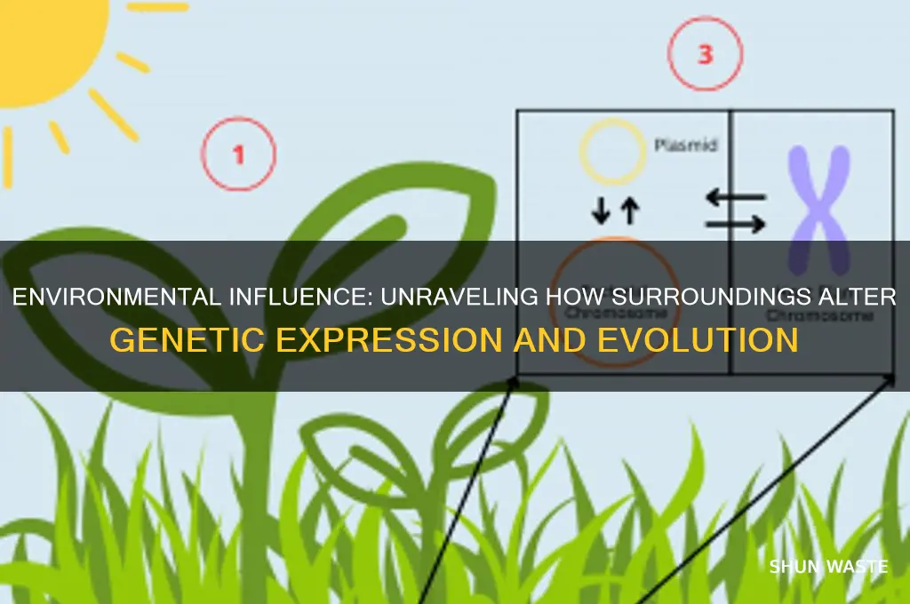 how can environment change genetics