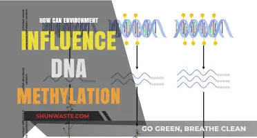 Environmental Factors and Their Impact on DNA Methylation Patterns