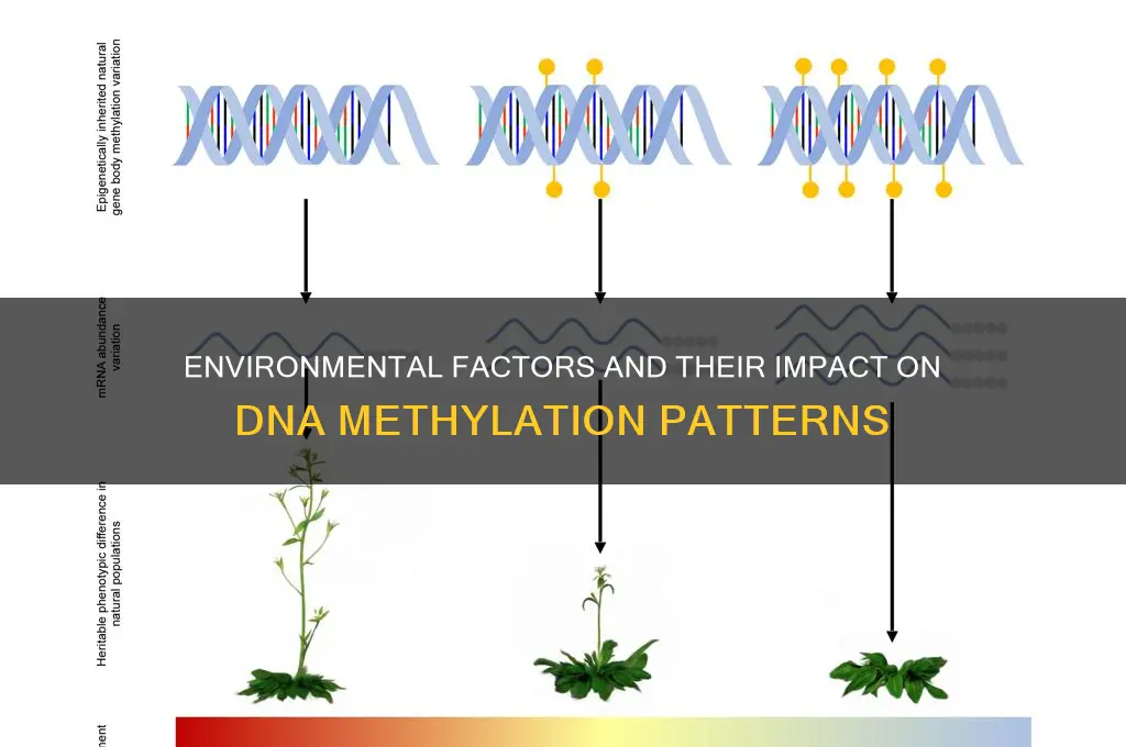 how can environment influence dna methylation