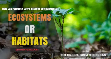 Feedback Loops: Restoring Ecosystems and Revitalizing Natural Habitats