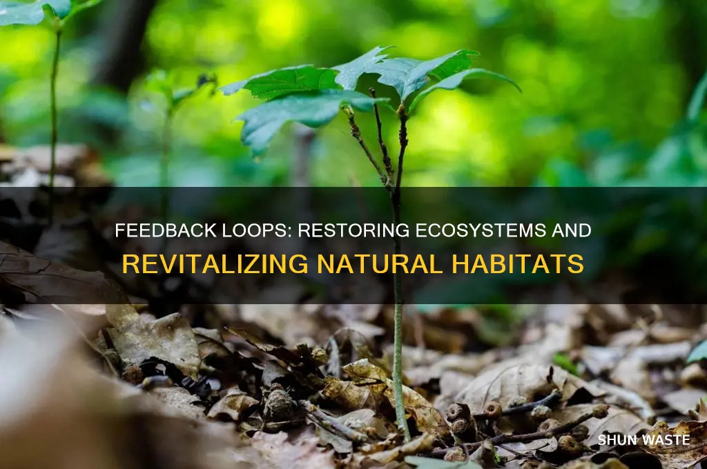 how can feedback loops restore environments ecosystems or habitats