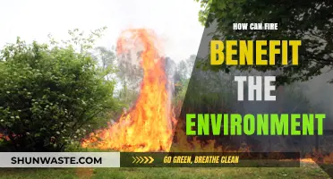 Fire's Surprising Role: How Controlled Burns Revitalize Ecosystems