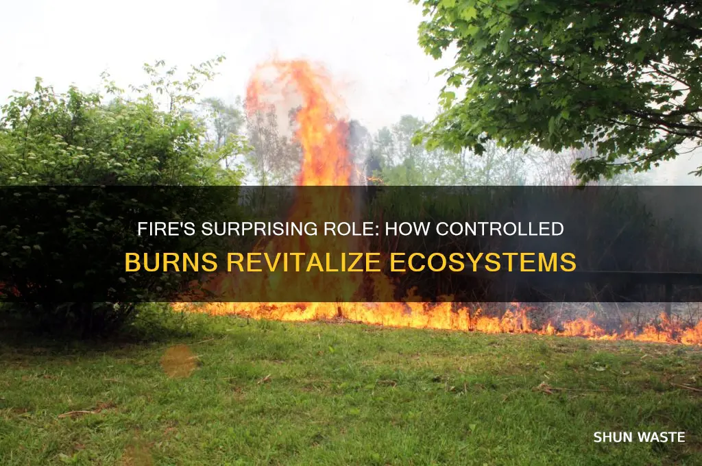how can fire benefit the environment