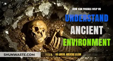 Fossil Clues: Unlocking Secrets of Ancient Ecosystems and Climates