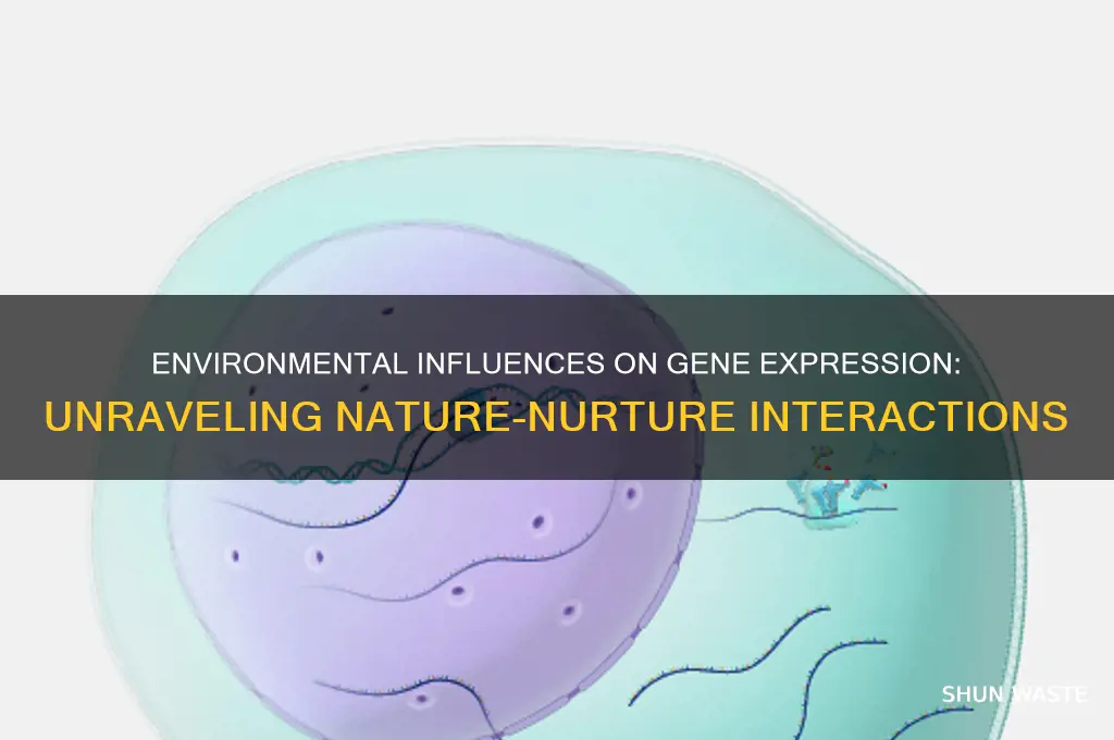 how can genes be affected by the environment