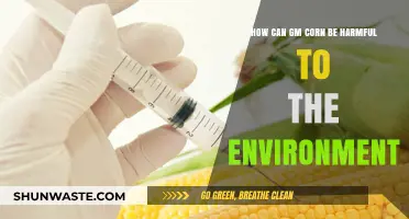 Environmental Risks of GM Corn: Impacts on Ecosystems and Biodiversity