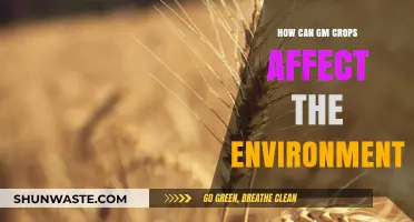 GM Crops and the Environment: Impacts, Risks, and Sustainability Concerns