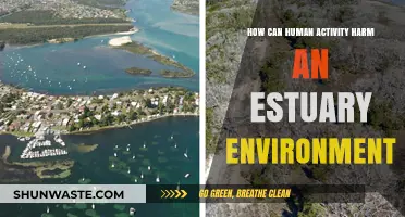 Human Impact: Threats to Estuary Ecosystems and Conservation Strategies