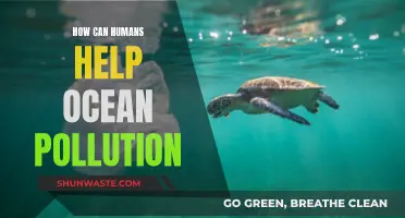 Protecting Our Oceans: Human Actions to Reduce Pollution