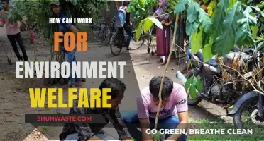 Sustainable Steps: How to Contribute to Environmental Welfare Effectively