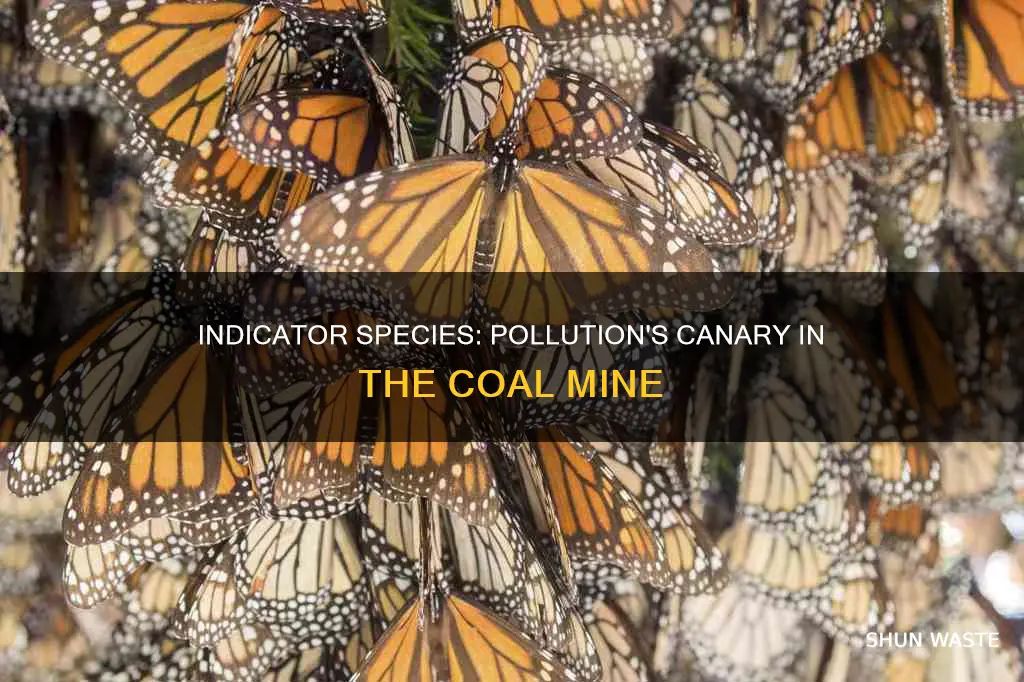 how can indicator species be used to monitor pollution