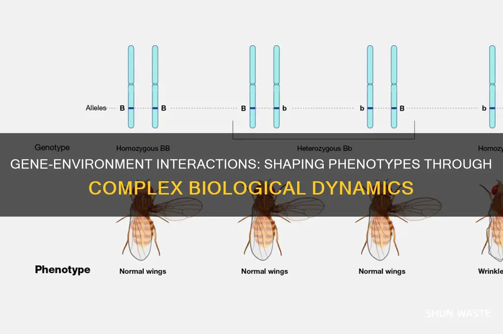 how can interactions between genes and the environment affect phenotype