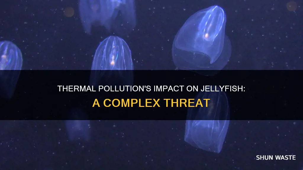 how can jellyfish be affected by thermal pollution