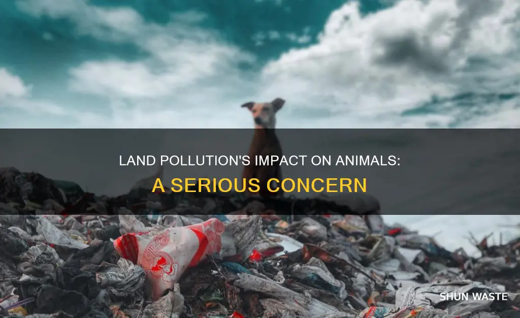 how can land pollution affect animals