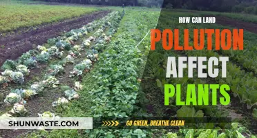 Land Pollution's Impact on Plant Health and Growth