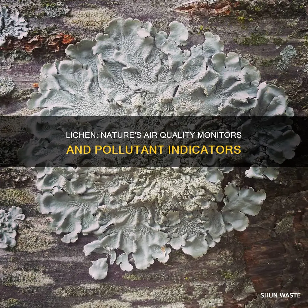 how can lichen help in indicating the pollutants in air