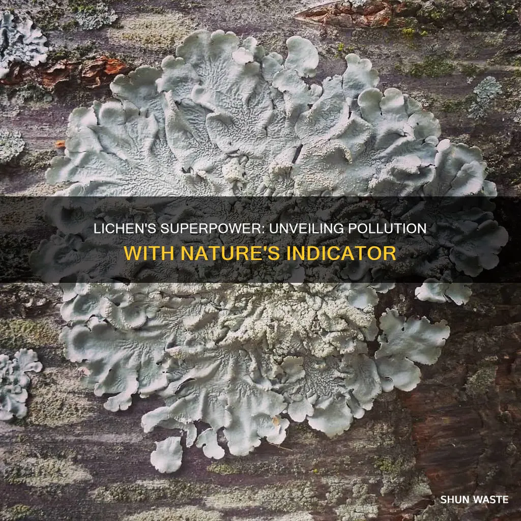 how can lichens be used as pollution indicators