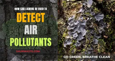 Lichen's Superpower: Unveiling Air Pollutants