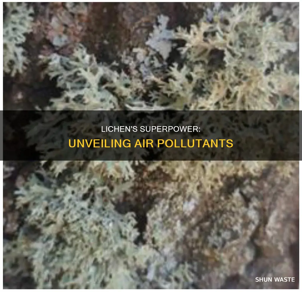 how can lichens be used to detect air pollutants