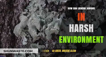 Lichens' Resilience: Thriving in Extreme Climates and Harsh Conditions
